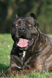 CANE CORSO 1427